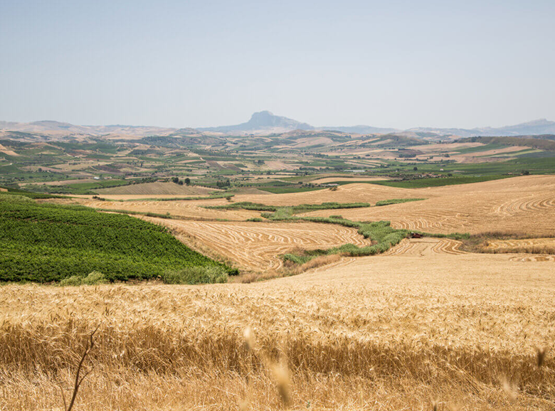 THE SICILIAN COUNTRYSIDE