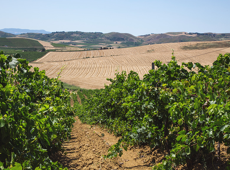 THE SICILIAN COUNTRYSIDE