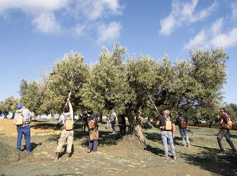 THE OLIVE GROVES