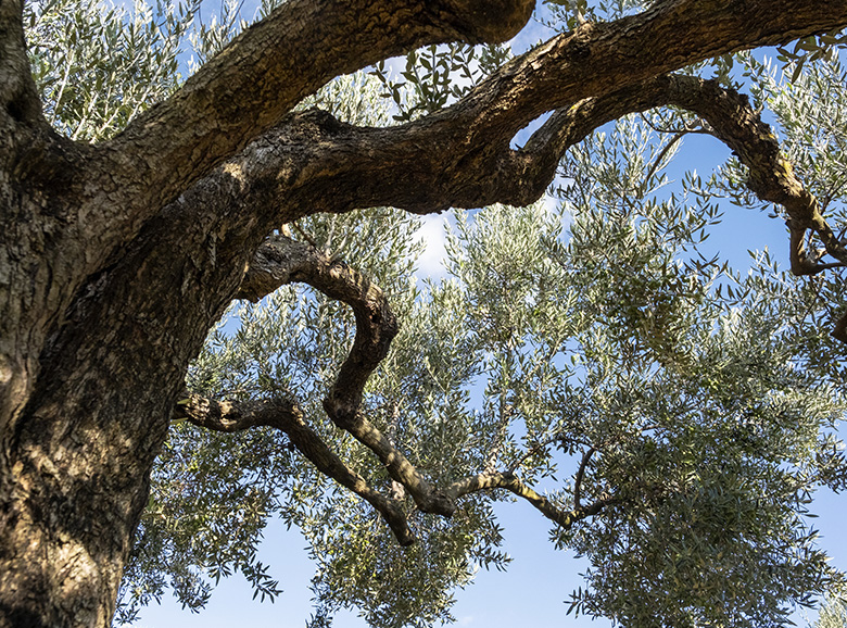 THE OLIVE GROVES