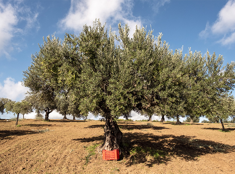 THE OLIVE GROVES