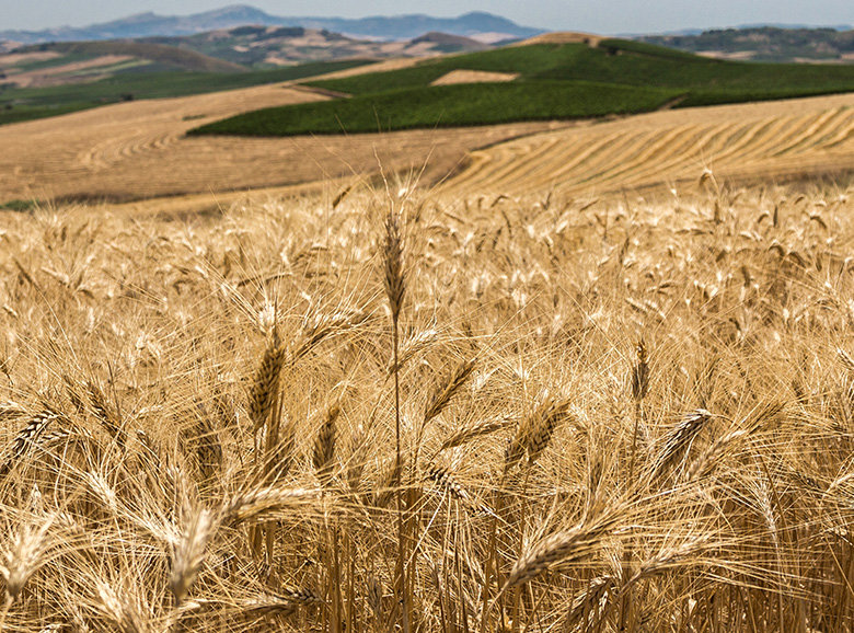 La campagna siciliana