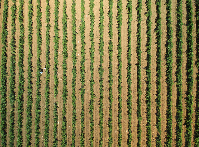 SUSTAINABILITY